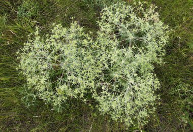 Üç alan eryngo bitkilerin 