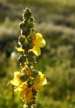 Siyah sığırkuyruğu veya karanlık sığırkuyruğu önümüzdeki