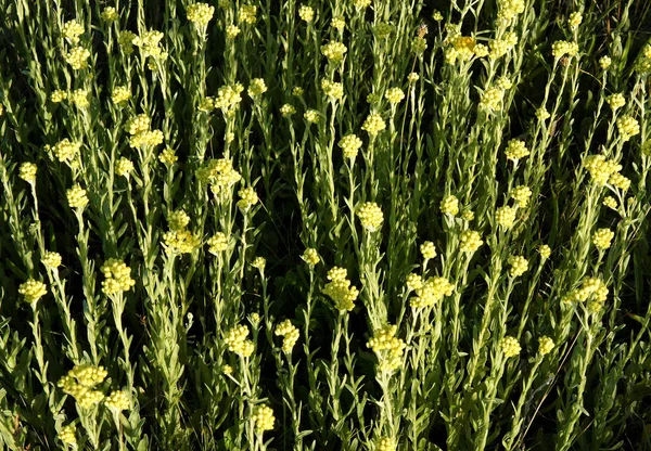 Bedektzadigen van helichrysum arenarium immortelle — Stockfoto