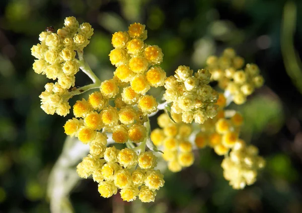 Plantes à fleurs d'helichrysum arenarium immortelle — Photo