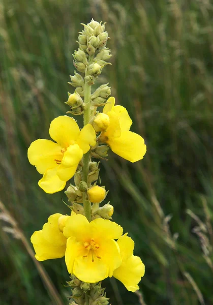 Mullein preto ou inflorescência mullein escuro — Fotografia de Stock