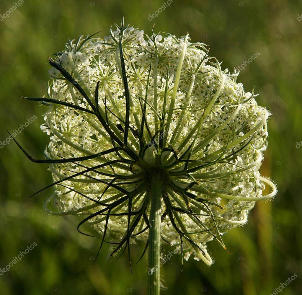 Umbrella plant on a spring meadow — Stock Photo © V
