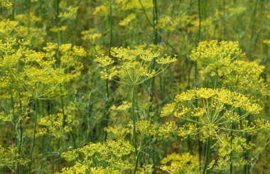 Önümüzdeki organik dereotu