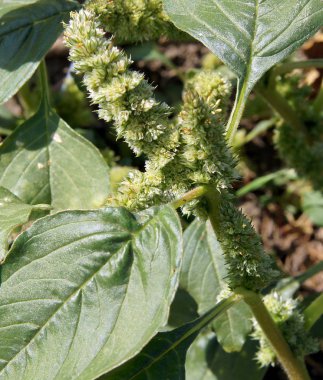 Bitki Amaranthus retroflexus