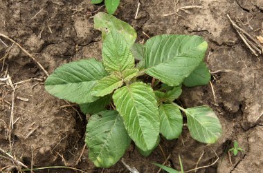 Bitki Amaranthus retroflexus