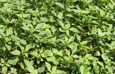 Bitki Amaranthus retroflexus