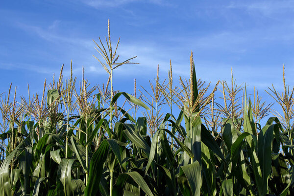 Corn on the field