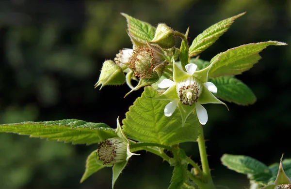 Blommor och omogna frukter av hallon — Stockfoto