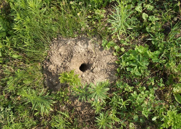 Muis gat in de herfst tuin — Stockfoto