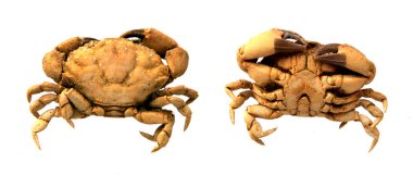 Siğil gibi Yengeç kabuğu