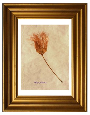 Farsça ipek ağacının sulak