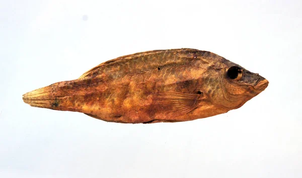 Сушеная рыба на белом — стоковое фото