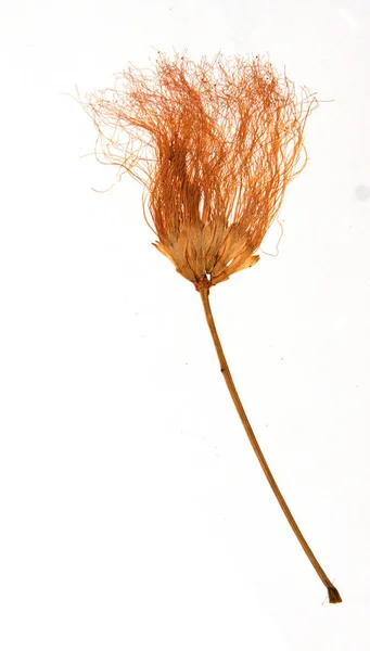 Сушеные цветы персидского шелка — стоковое фото