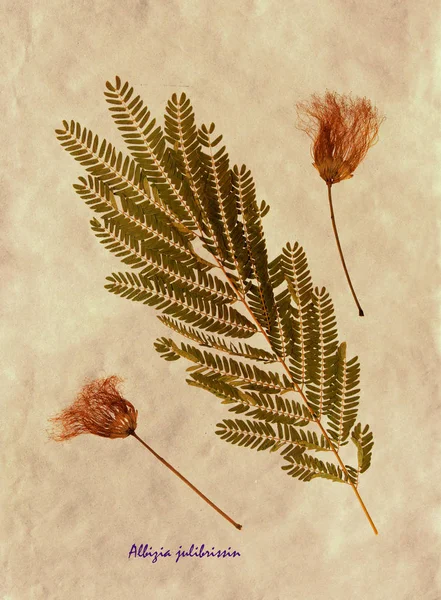 Hojas secas y flores del árbol de seda persa — Foto de Stock