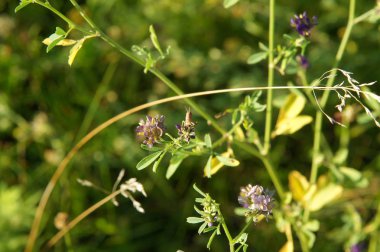 Bulanık bir arka plan üzerinde çayır çim