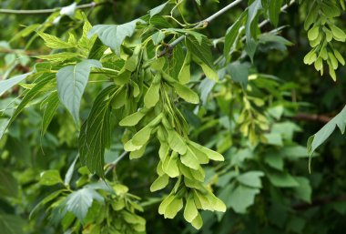 Akçaağaç yaprakları ve meyveleri