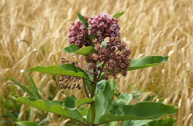 Ortak Milkweed çiçekler