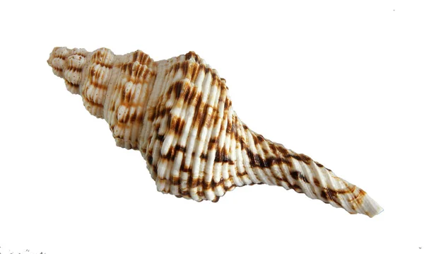 Tengeri kagyló fehér — Stock Fotó