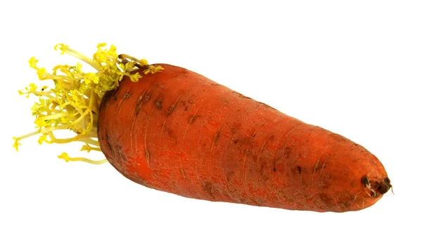 Морква з молодим листям — стокове фото