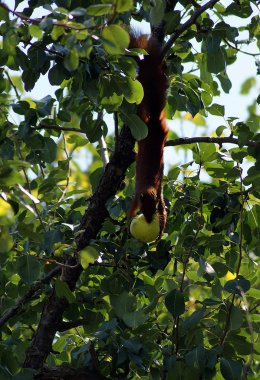 Armut kadar toplamak sincap