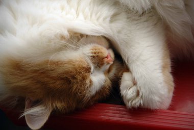 Kırmızı kedi tatlı tatlı uyur