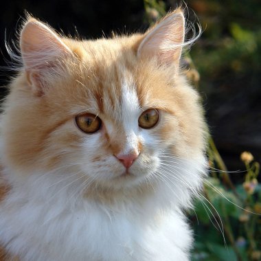 Kırmızı yavru portre