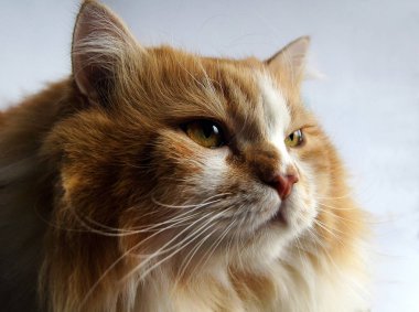 Görkemli kırmızı kedi