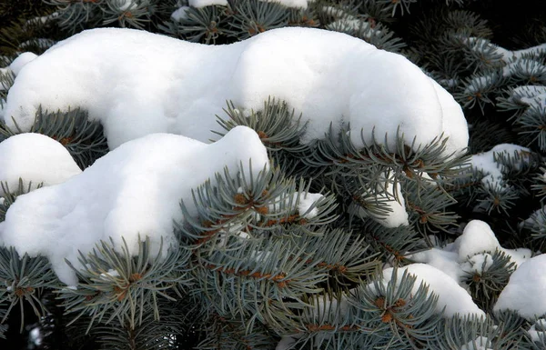 Fir branches under snow — Stock Photo, Image