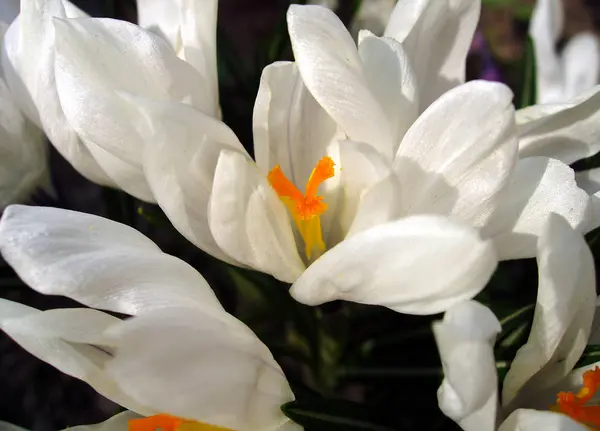Delicate petals of white crocus — Stock Photo, Image
