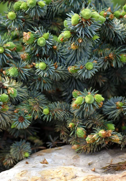 Brotes jóvenes de abeto —  Fotos de Stock