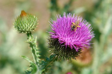 bir thistle çiçek arıya