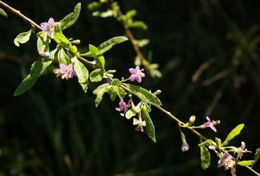 Wolfberry üzerinde Çiy damlaları