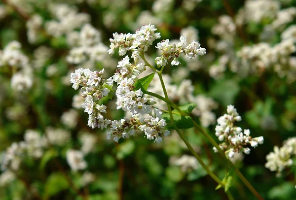 메 밀의 꽃 식물 — 스톡 사진