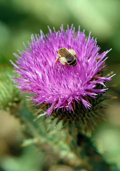 Пчела на цветке чертополоха — стоковое фото