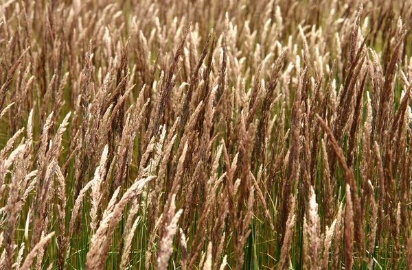 草が茂った植物のスパイク — ストック写真