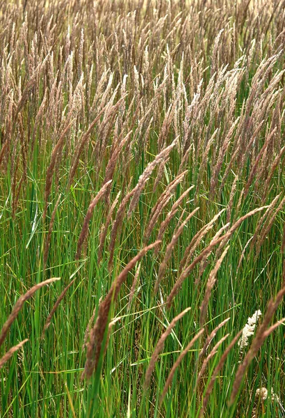 Шпильки трав'янистої рослини — стокове фото