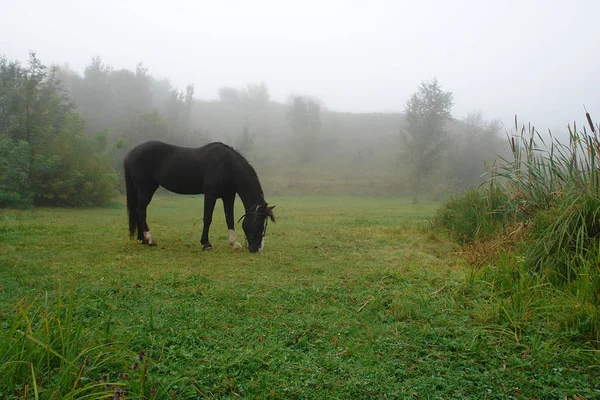 在乡村草地上吃草的马 — 图库照片