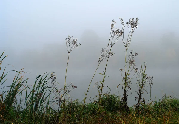 Trockene Graspflanzen am See im Nebel — Stockfoto