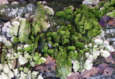 trametes hirsuta mantar