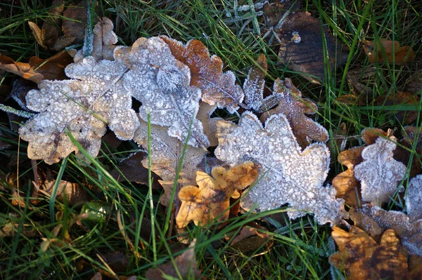 Le gel de cristal sur les feuilles sèches — Photo