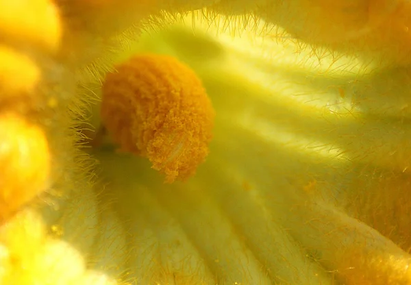 Bellissimo fiore di zucca — Foto Stock