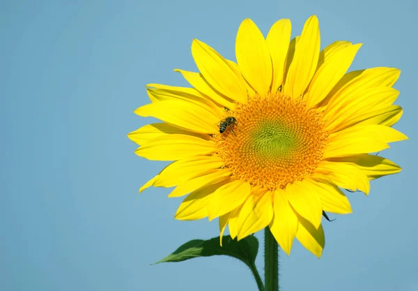 蜂が花の蜜と花粉を収集します。 — ストック写真