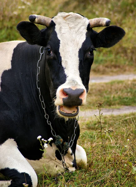 Корова с открытым ртом — стоковое фото
