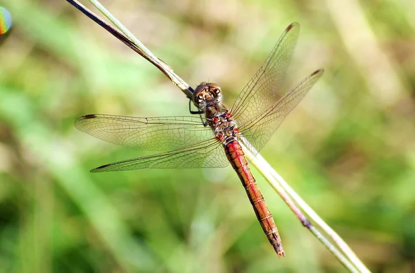 Dragonfly sedí na trávě — Stock fotografie