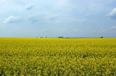 altın alan çiçekli kolza tohumu
