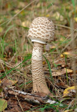 Genç mantar şemsiye