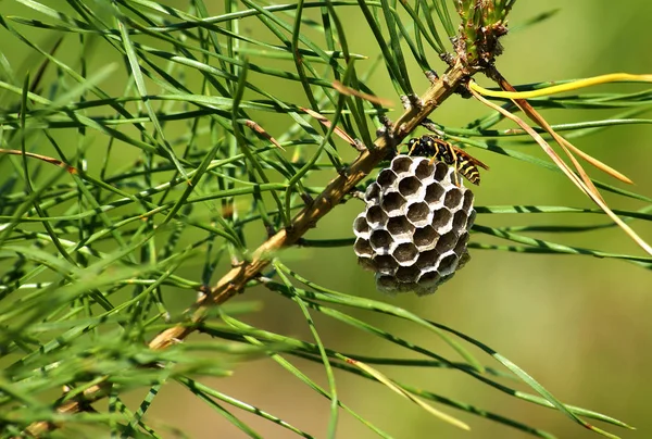 WASP buduje plaster miodu — Zdjęcie stockowe