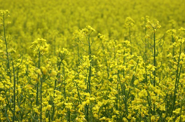 Champ doré de colza à fleurs — Photo