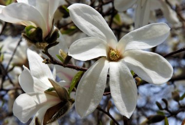 Beyaz manolya çiçekleri