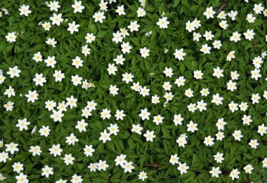 Çiçekli Anemone nemorosa arka plan